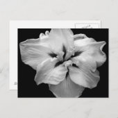 Weiße Blume Postkarte (Vorne/Hinten)