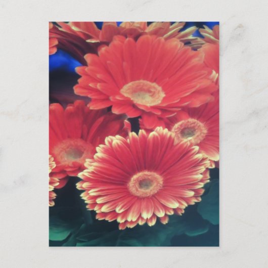 Weiße Blume Postkarte (Vorderseite)