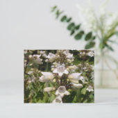 Weiße Blume Postkarte (Stehend Vorderseite)