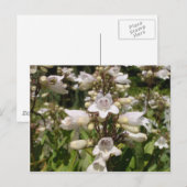 Weiße Blume Postkarte (Vorne/Hinten)
