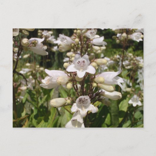 Weiße Blume Postkarte (Vorderseite)