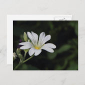 Weiße Blume Postkarte (Vorne/Hinten)