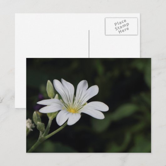 Weiße Blume Postkarte (Vorne/Hinten)