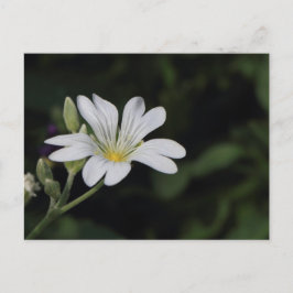 Weiße Blume Postkarte