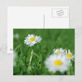 Weiße Blume Postkarte (Vorne/Hinten)