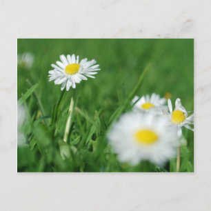 Weiße Blume Postkarte