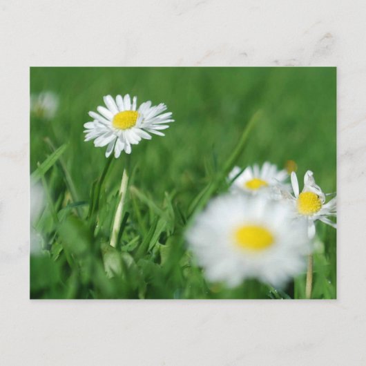 Weiße Blume Postkarte (Vorderseite)