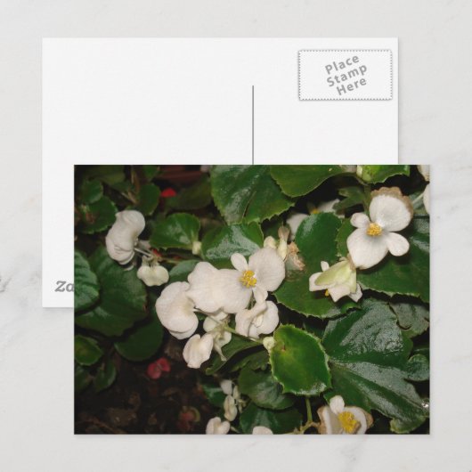 Weiße Blume Postkarte (Vorne/Hinten)