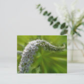 Weiße Blume Postkarte (Stehend Vorderseite)