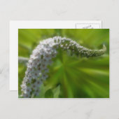 Weiße Blume Postkarte (Vorne/Hinten)