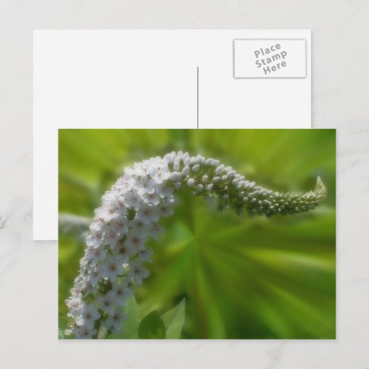 Weiße Blume Postkarte (Vorne/Hinten)