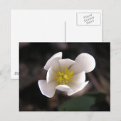 Weiße Blume Postkarte (Vorne/Hinten)