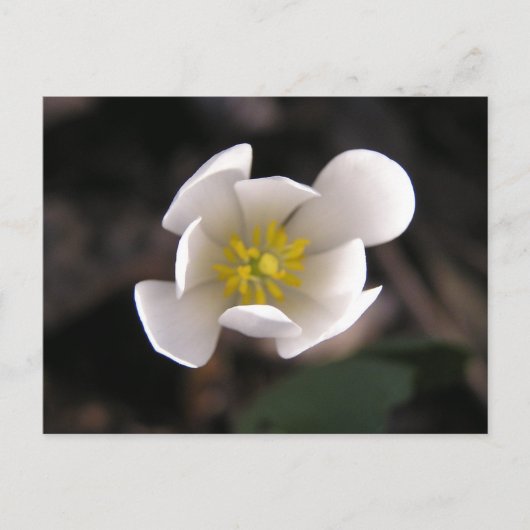 Weiße Blume Postkarte (Vorderseite)