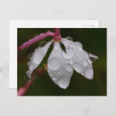 Weiße Blume Raindrops Postkarte (Vorne/Hinten)