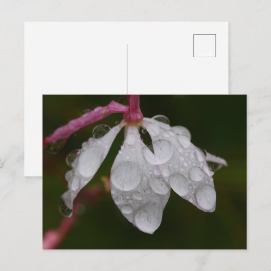 Weiße Blume Raindrops Postkarte (Vorne/Hinten)