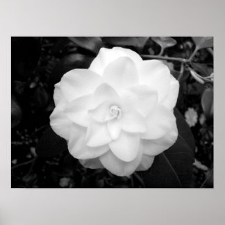 Weiße Blume. (Schwarz und Weiß) Poster