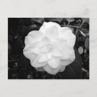 Weiße Blume. (Schwarz und Weiß) Postkarte