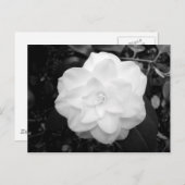 Weiße Blume. (Schwarz und Weiß) Postkarte (Vorne/Hinten)