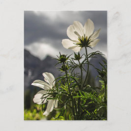 Weiße Blume und Berge Postkarte
