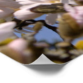 Weiße Blume von Sternmagnolien Poster (Ecke)