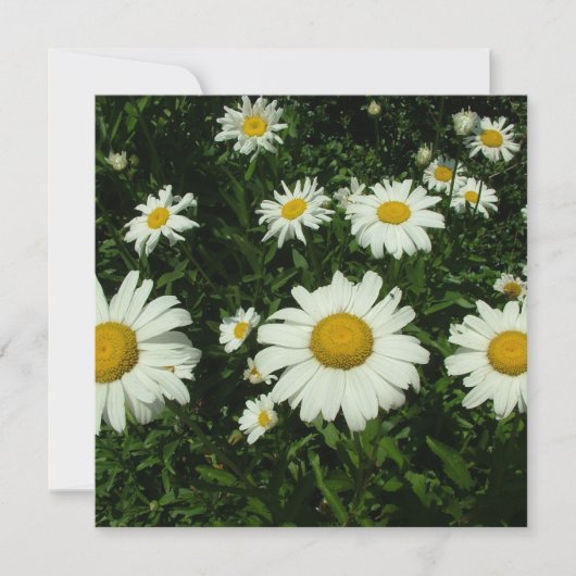 Weiße Blume zum Geburtstag Einladung (Vorderseite)