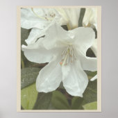 Weiße Blumen Foto Poster (Vorne)