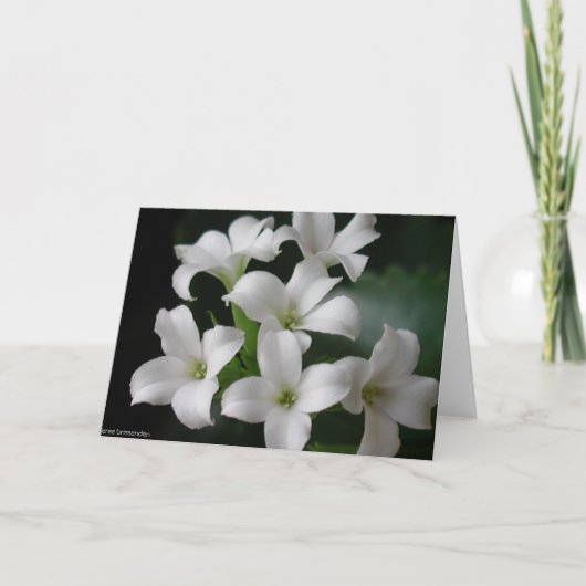 Weiße Blumen Karte (Vorderseite)