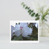 Weiße Blumen Postkarte (Stehend Vorderseite)