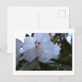 Weiße Blumen Postkarte (Vorne/Hinten)