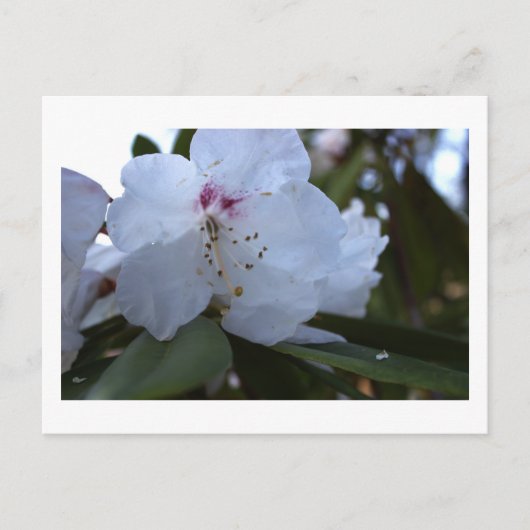 Weiße Blumen Postkarte (Vorderseite)