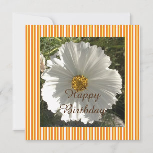 Weiße Blumenfotografie Geburtstag