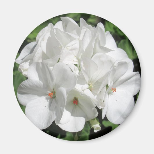Weiße Blumenfotografie Magnet (Vorne)