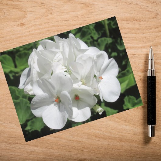 Weiße Blumenfotografie Postkarte