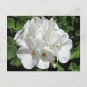 Weiße Blumenfotografie Postkarte (Vorderseite)