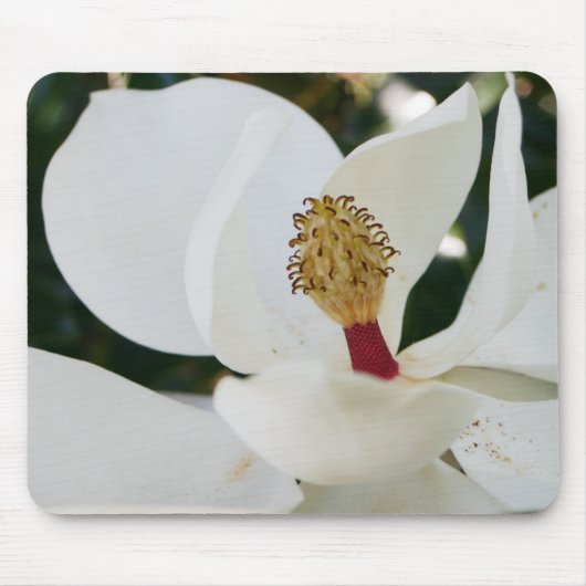 Weiße Blumengeschenkblüte der südlichen Magnolie Mousepad (Vorne)