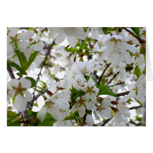 Weiße Blüte (Vorderseite (Horizontal))