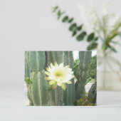 Weiße Blüte am Kaktus Postkarte (Stehend Vorderseite)