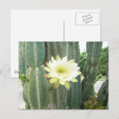 Weiße Blüte am Kaktus Postkarte (Vorne/Hinten)