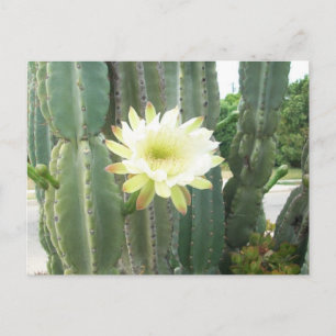 Weiße Blüte am Kaktus Postkarte