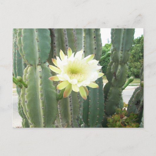 Weiße Blüte am Kaktus Postkarte (Vorderseite)