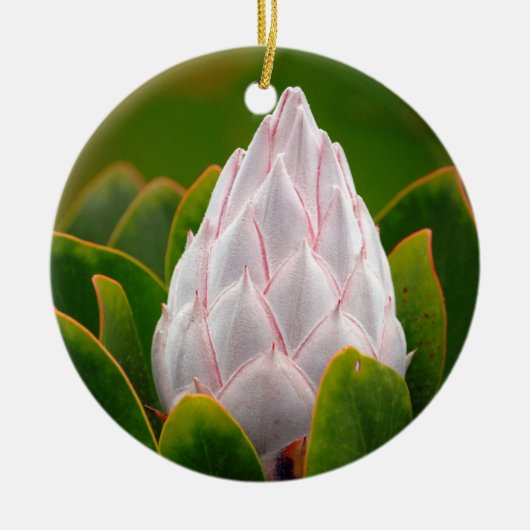 Weiße Blüte König-Protea, Weihnachtsverzierung Keramik Ornament (Vorne)