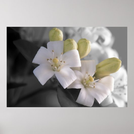 Weiße Blüte Poster (Vorne)
