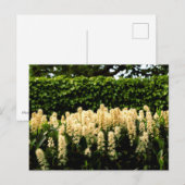 Weiße Blüte Postkarte (Vorne/Hinten)