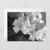 Weiße Blüte Postkarte (Vorne/Hinten)
