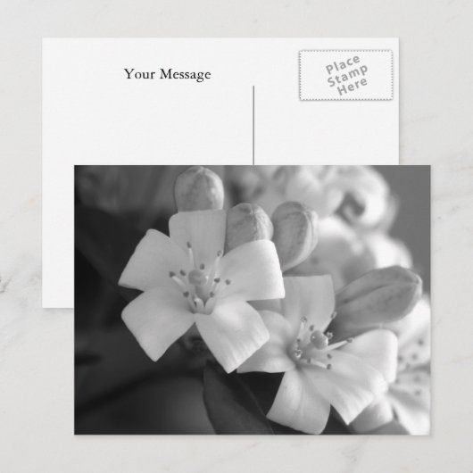 Weiße Blüte Postkarte (Vorne/Hinten)