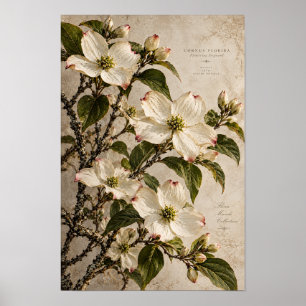 Weiße Blüten des Hartriegels Vintage Botanische Wa Poster