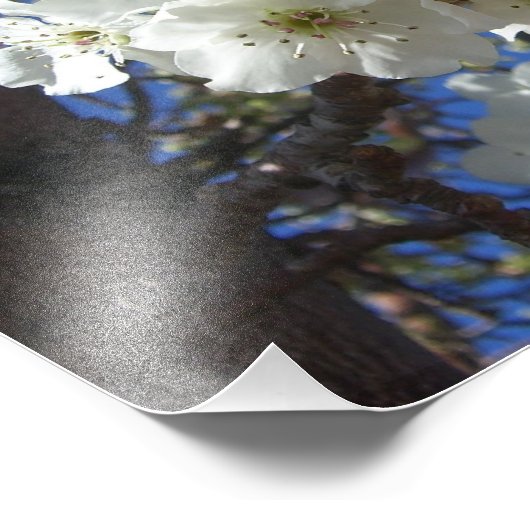 Weiße Blüten I ZierBirnenbaum Fotodruck (Ecke)