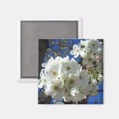Weiße Blüten I ZierBirnenbaum Magnet (Vorderseite/Rückseite)