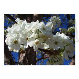 Weiße Blüten II Frühlingsblüte Baum