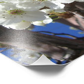 Weiße Blüten II Frühlingsblüte Baum Fotodruck (Ecke)